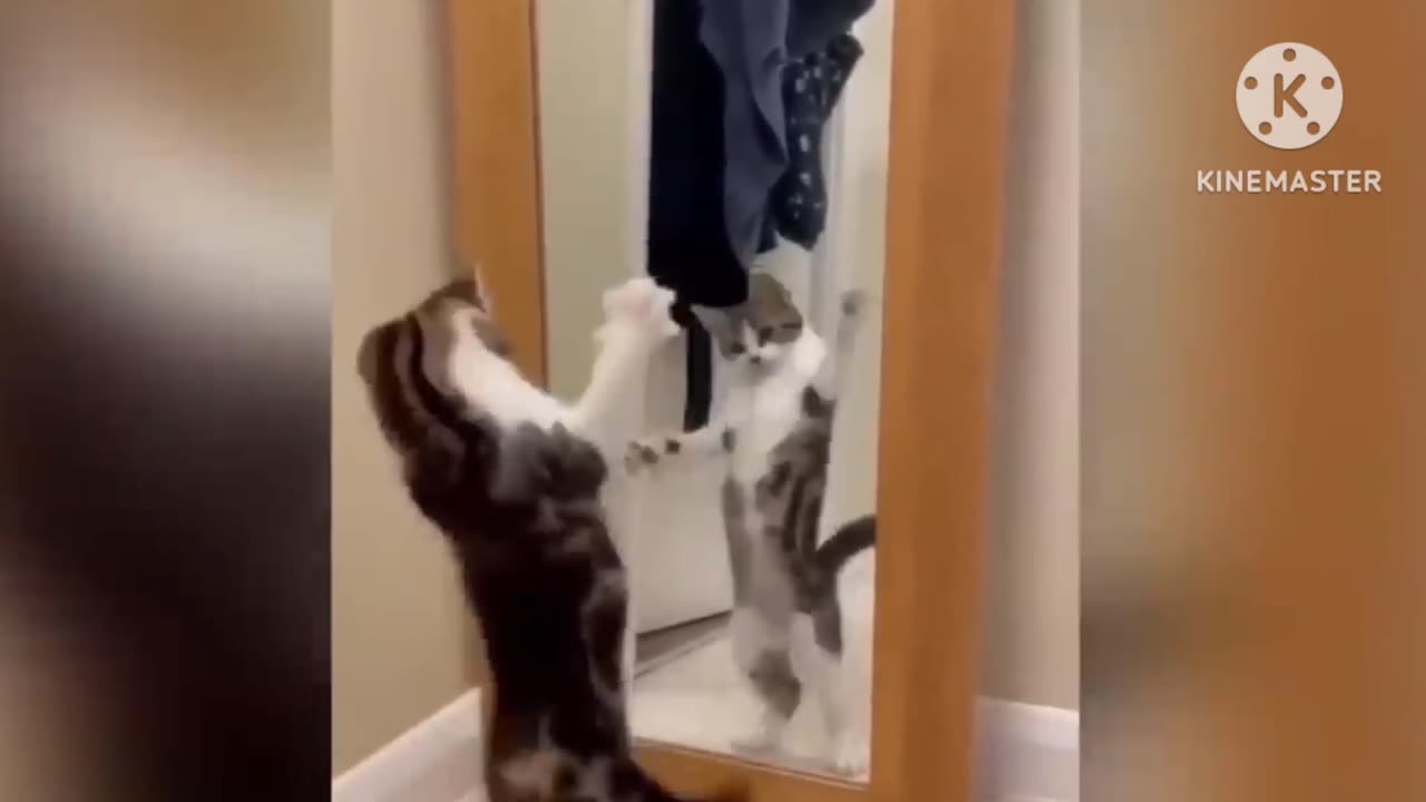 Cat funny video