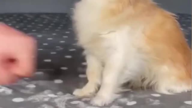 Top Funny Cute Dog Videos