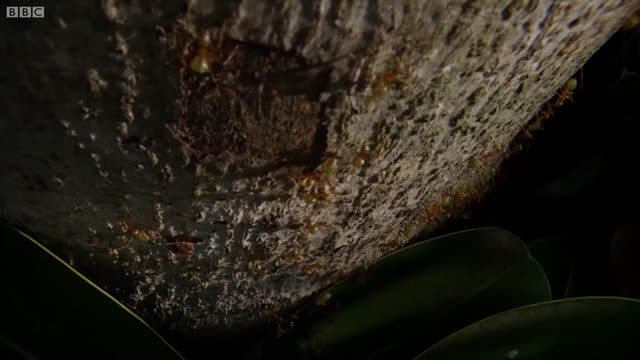 Ants Battle to Protect Their Fortress | Life Story | BBC Earth