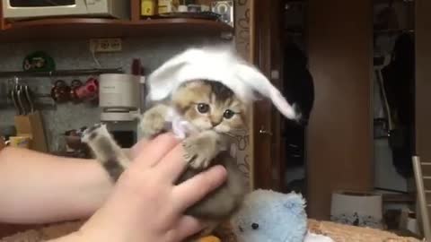 Cute kitten with a headdress