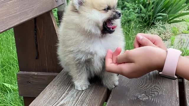 Puppy in a Bench