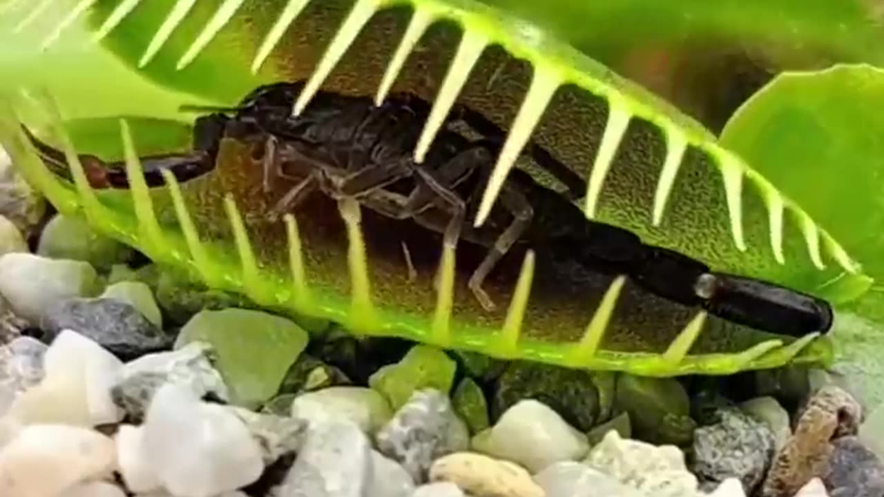 Carnivorus Plant Almost Smashes The Huge Prey #shorts #youtubeshorts #shortsvideo