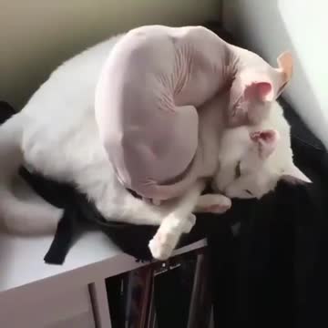 I found the best spot in home