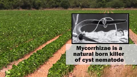 MycoMaxx Defends Against Cyst Nematode