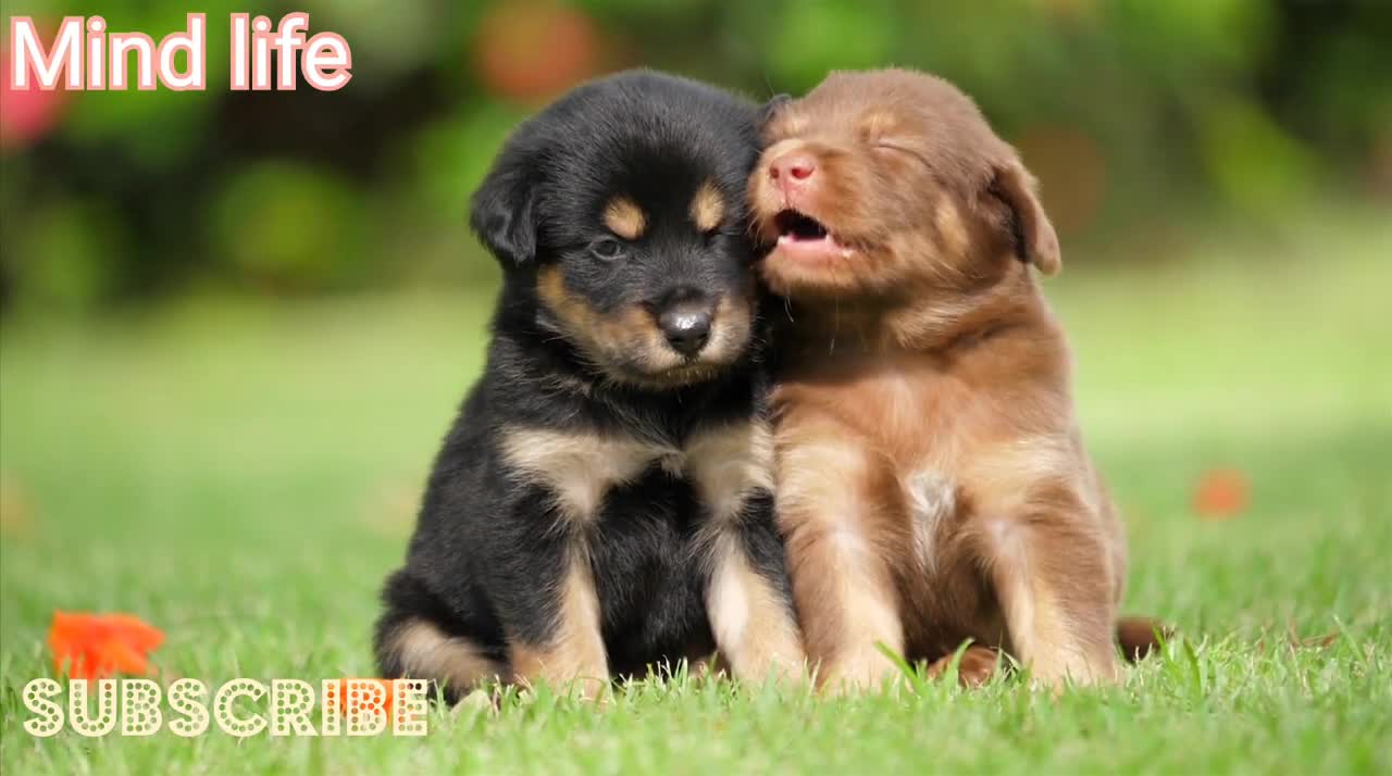 puppies playing sounds l small dogs playing