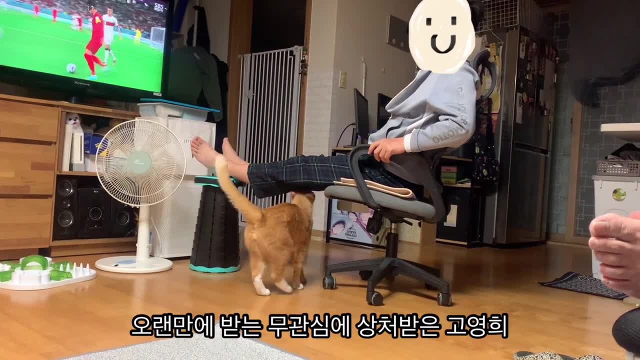 포르투갈전 응원하는 고양이