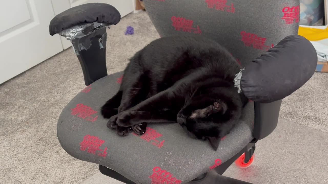 Adopting a Cat from a Shelter Vlog - Cute Precious Piper Again Dreams of Becoming an Olympic Diver