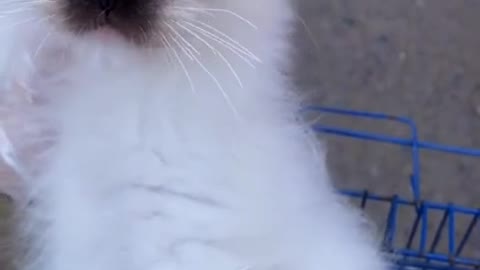 Very Strange Cat Hates Humans!