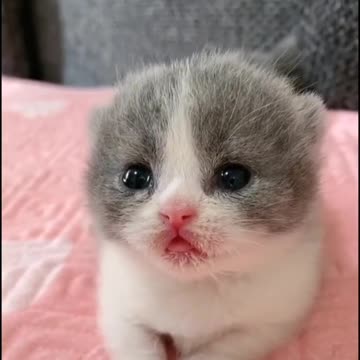 Little Cat so cute