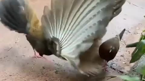 look at the beauty of this bird trying to conquer the female