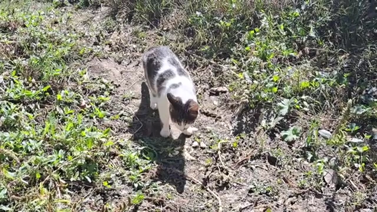 Cute cat walking in the yard. Relaxing cat video