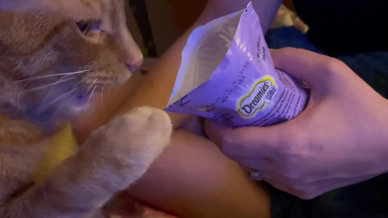 Clever Cat Grabs His Own Treats