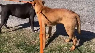 #47 female red lab mix #48 female grey pittie mix March2022