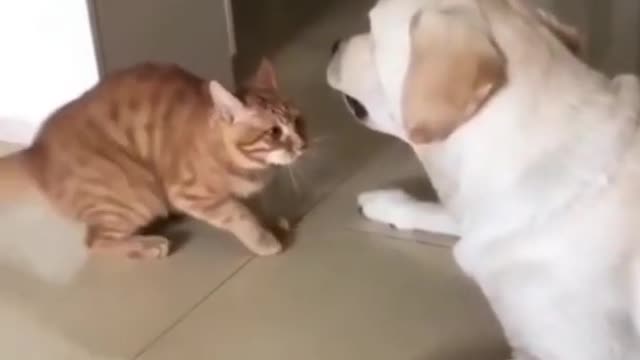 Cat and Dog Bestfrnds Ever || So cute to see😘||