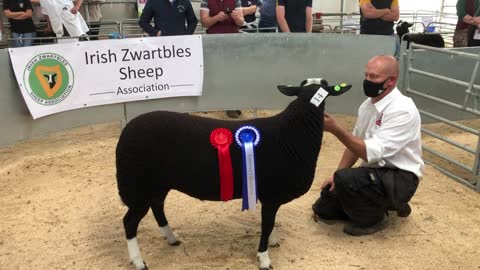 Top price ever for a pedigree Zwartbles ram