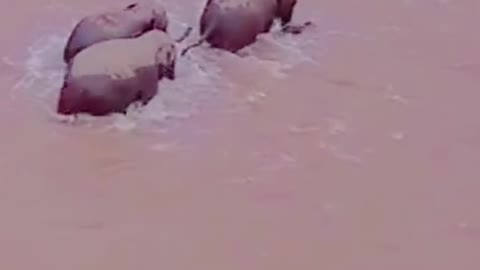Wonderful! Really it's a funnyvideo |