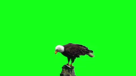 Brid Green Screen Status Shorts