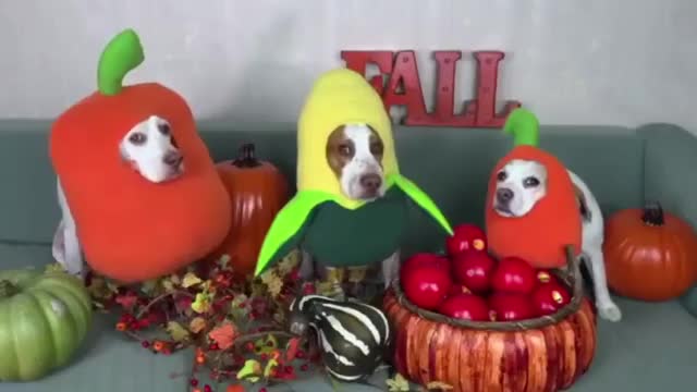 Try not lough with this cute animals