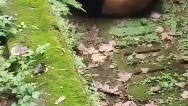 Bear full happy😄😄😄
