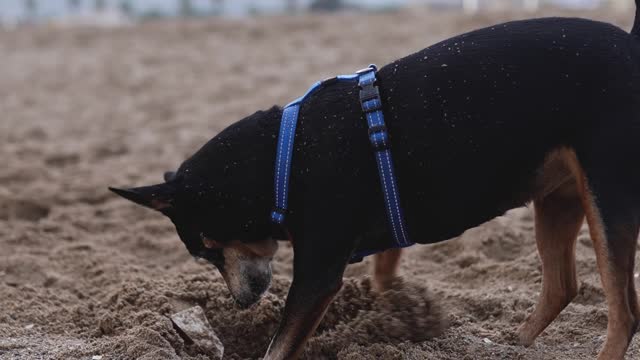 dog searches for treasure in the sand