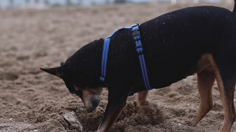 dog searches for treasure in the sand