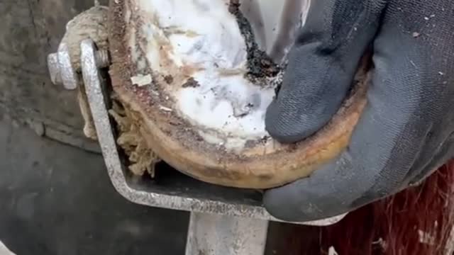 Oddly satisfying hoof restoration