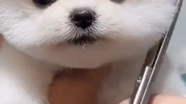 Funnyanimals dog and CUTe