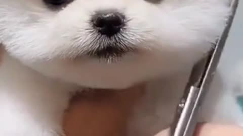 Funnyanimals dog and CUTe