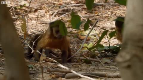 Best of South American animals | Top 5 | BBC Earth