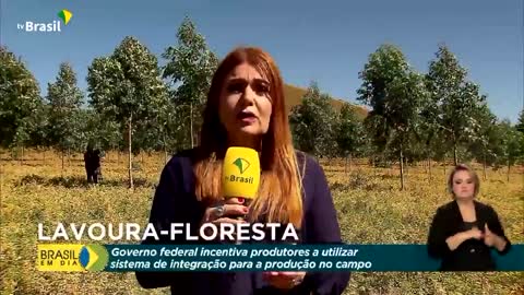 Bolsonaro: Inovações com Lavoura-Floresta