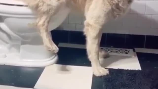 Dogs just want to bath - Funny dog bathing compilation