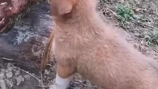 funniest dogs and cat funny moments
