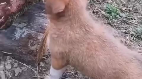 funniest dogs and cat funny moments
