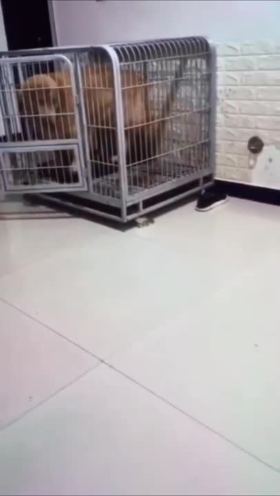 FUNNY😂😂 Super Dogs And Cats Reaction Videos Lovely Animals #Shorts