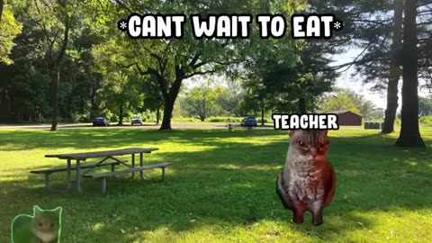 SCHOOL TRIP CAT MEME COMPILATION