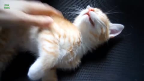 #FunnyCat enjoy ❤️ video