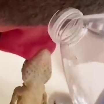 Gecko Bite