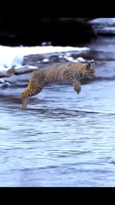 the highest jump of bobcat.mp4