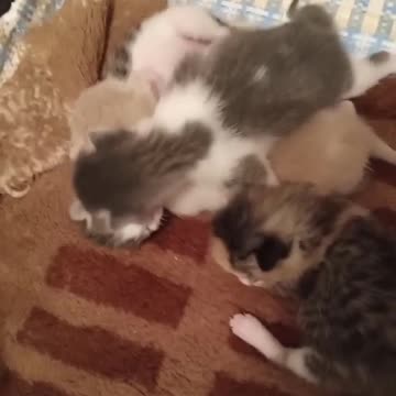 Car cat cat 🐱🐈