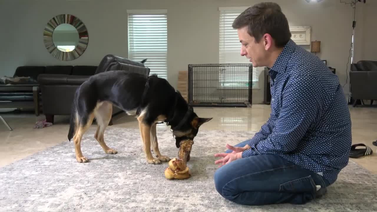 My final chance but we're not close - reality dog training