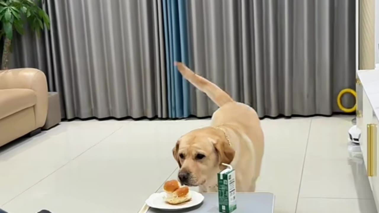 Funny Animal