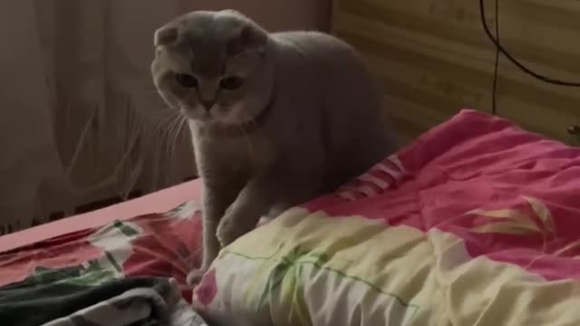 my cat is trying to play prt 2 :))