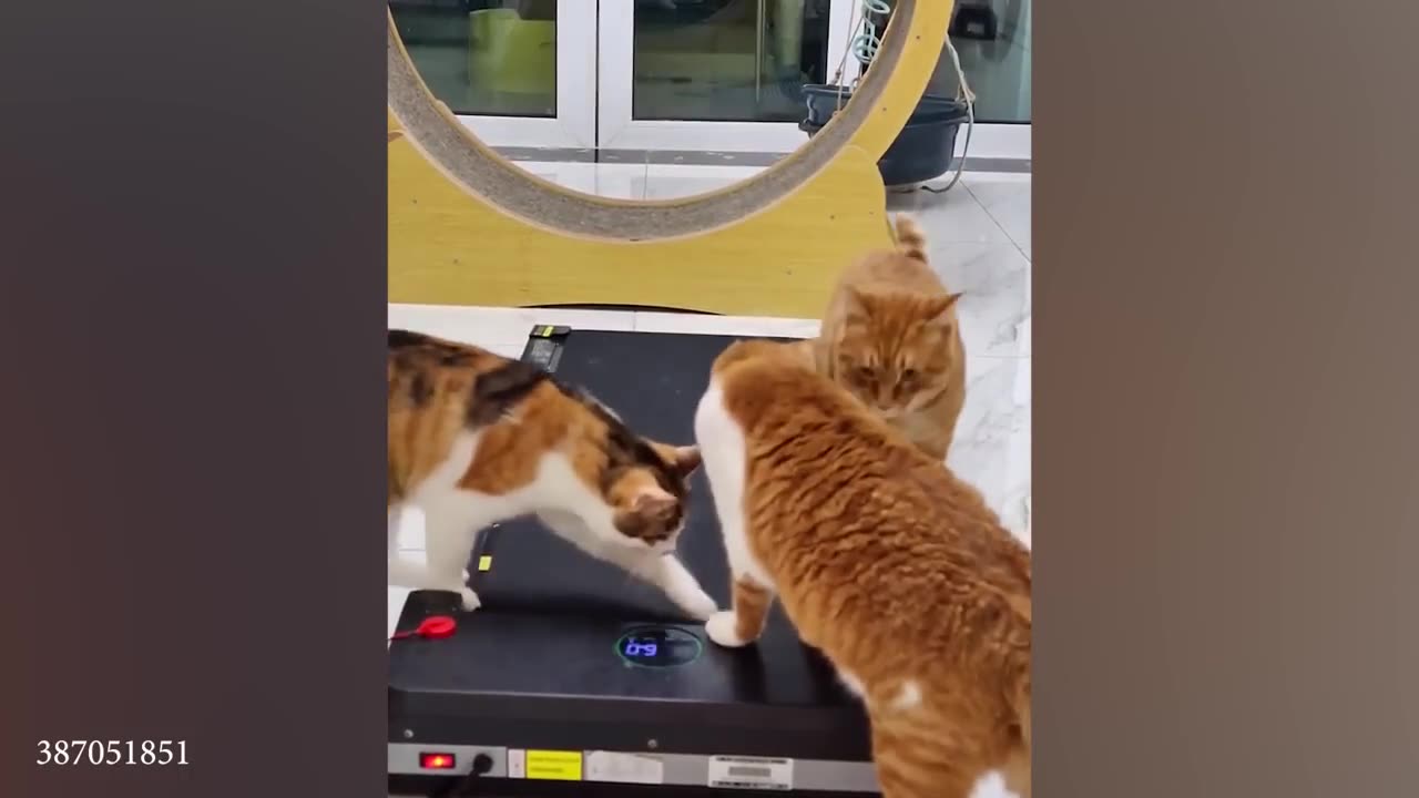 The very best and funniest CAT moments 😅Funny Pet Videos 2024