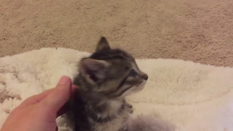 I chat with a 3 week old kitten