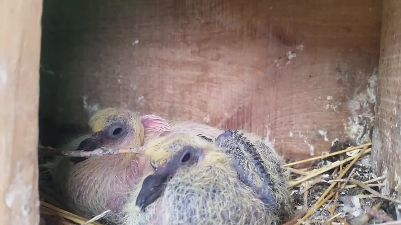 pigeons feed newborns