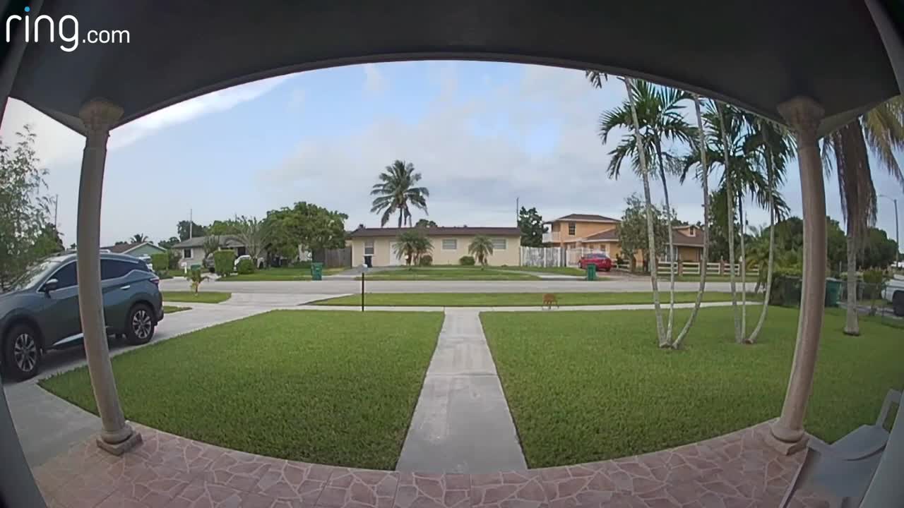 Just an Odd Dog Walking While Holding His Tail Seen Via Ring Video Doorbell 3 # RingTV