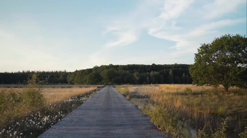 The ancient plank road