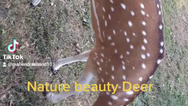 Beautiful deer