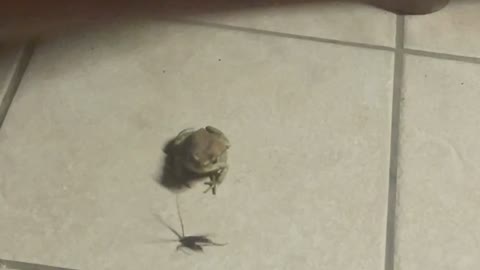 Frog eating a bug