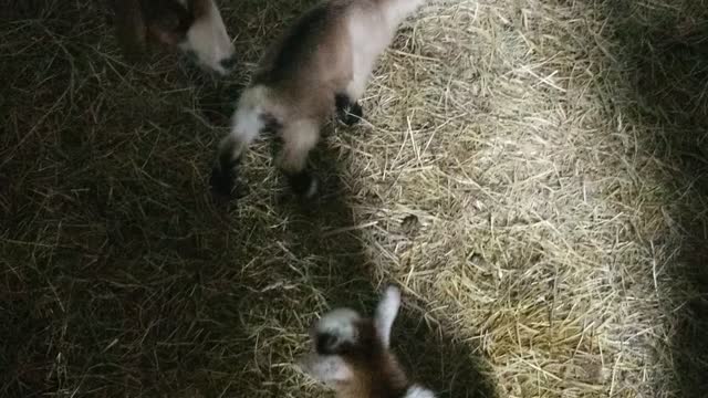No flag side chat today "Baby goats are here finally"